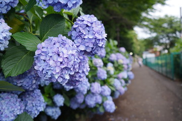 飛鳥山公園の紫陽花