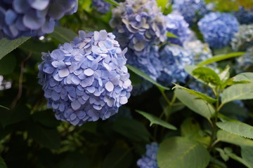 飛鳥山公園の紫陽花