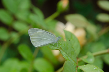 Small white in a garden of Yokohama