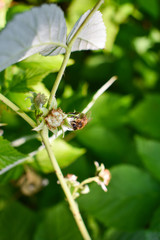 One bee collects pollen. From raspberry flowers