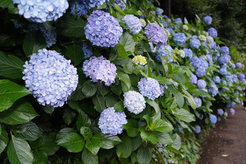 飛鳥山公園の紫陽花