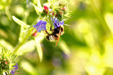 Hummel an einer Wildblume