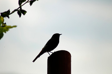 Silhouette eines Vogels auf einem Holzpflock