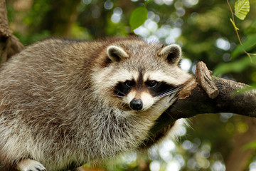 Waschbär chillt auf einem Baum