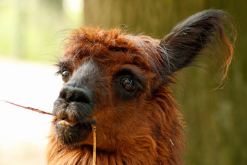 Alpaka beim fressen Portrait 