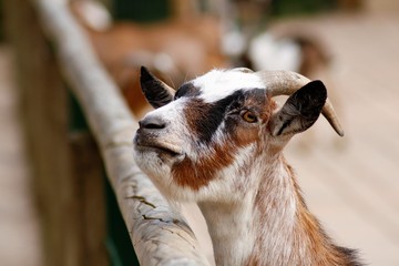 Fototapeta premium Nahaufnahme eines Ziegenbocks 