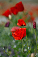 red summer poppy field