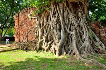 ワット・マハータート