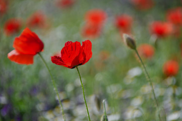 Obraz premium czerwone letnie pole maku