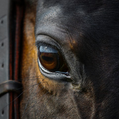 Eye of a beautiful horse close up on dark background, animal look