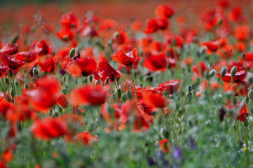 red summer poppy field