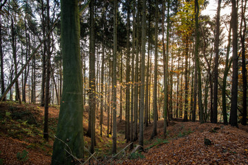 Tecklenburger Land 1