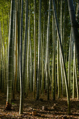 Fototapeta premium Bamboo forest where light comes in