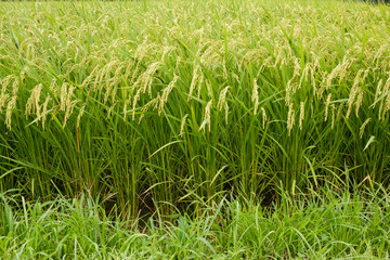 Japanese rice fields in harvest time a little more