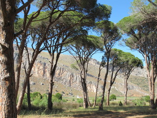 kalogria, schirmpinienwald