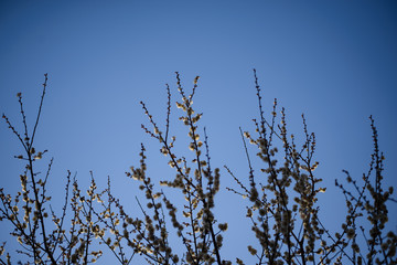 Japanese plum blossoms and sky