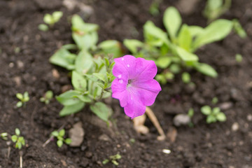 Closeup photo of a lilac flower in soft focus