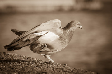Pigeon bird near sea