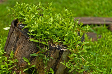  photo of a stump from a large tree overgrown with young shoots