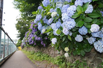飛鳥山公園の紫陽花