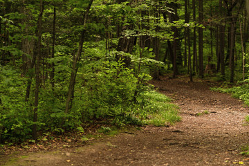 Obraz premium Photo of a footpath in a cool summer forest