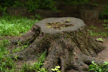 landscape of old felled tree