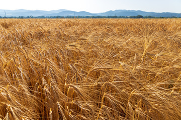 right before harvest
