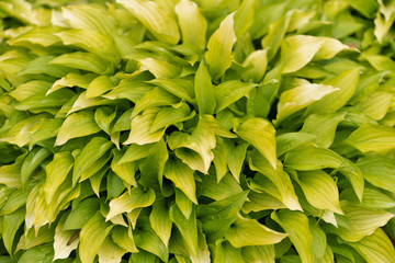  Photo of green plant texture in soft focus