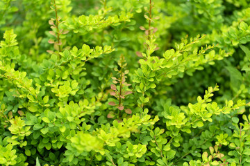  Photo of green plant texture in soft focus