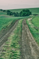 Fototapeta na wymiar Countryside muddy dirt road in a green spring environment