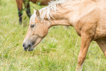 Fototapeta premium Portrait of a horse close up. Photographed in the open air.