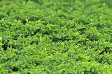  Photo of green plant texture in soft focus