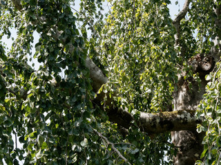 Fagus sylvatica f. pendula - Le Hêtre pleureur au port retombant et rameaux denses, ondoyant au feuillage soyeux et vert lustré en été