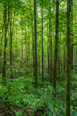 Fototapeta na wymiar The Forest of Jocassee Gorges Wilderness Area, South Carolina