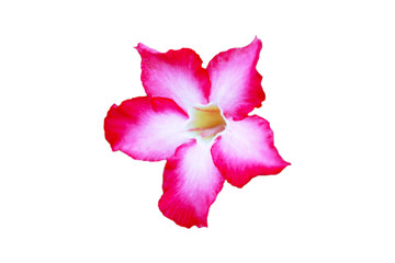Flower pink adenium obesum flower on white background