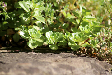 Gartenträume