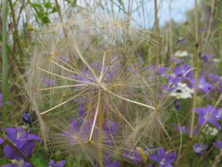 wiesenbocksbart