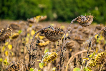 Champs de tournesols prêt pour la récolte.