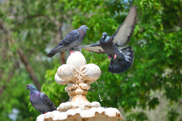 Dove drinks water from the fountain summer day