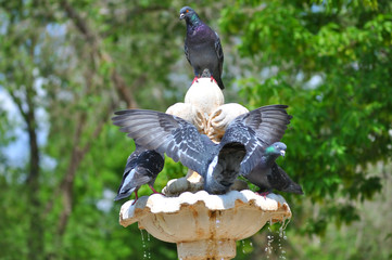 Dove drinks water from the fountain summer day