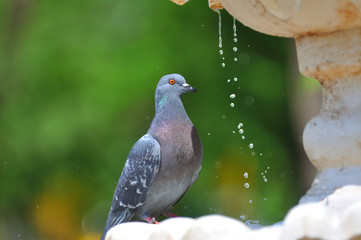 Dove drinks water from the fountain summer day