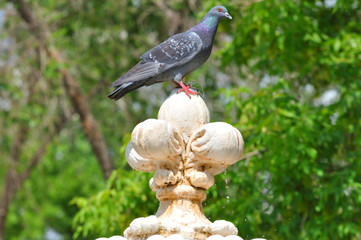 Naklejka premium Dove drinks water from the fountain summer day