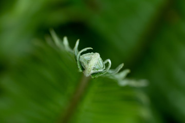 Closeup Young fern leaf for nature background