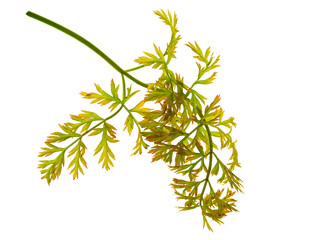 Autumn leaves set. Leaf with watercolor texture. Carrot autumn leaf.