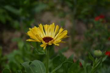 yellow flower