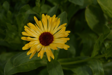 sunflower in the garden