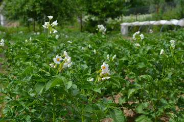white flowers in the garden