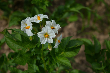 Цветы картофеля 