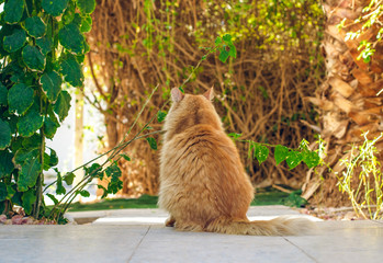 funny animal scene of offended fat red cat domestic pet sitting back to camera in back yard garden...