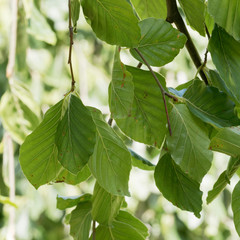 Fototapeta na wymiar Fagus sylvatica f. pendula - Le hêtre pleureur aux branches ondoyantes et garnis de feuilles soyeuses et lustrées en été